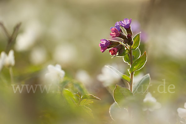 Busch-Windröschen (Anemone nemorosa)