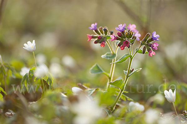 Busch-Windröschen (Anemone nemorosa)