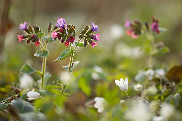 Busch-Windröschen (Anemone nemorosa)