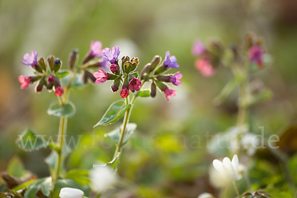 Busch-Windröschen (Anemone nemorosa)