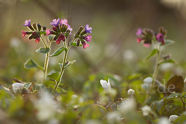 Busch-Windröschen (Anemone nemorosa)