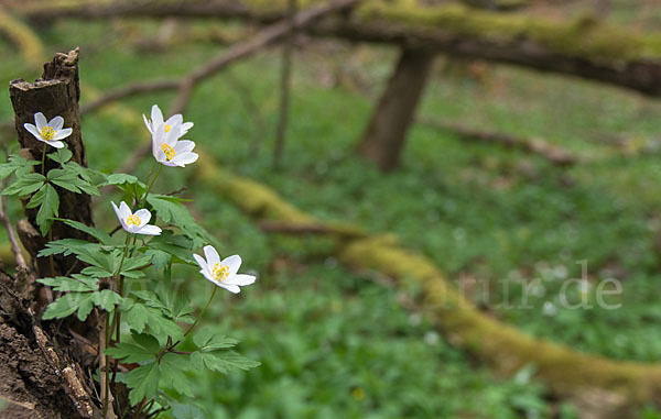 Busch-Windröschen (Anemone nemorosa)