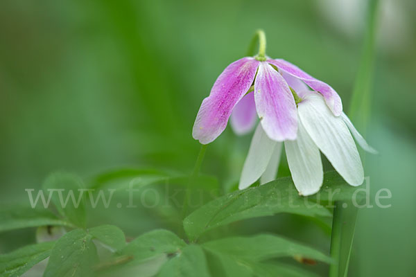 Busch-Windröschen (Anemone nemorosa)