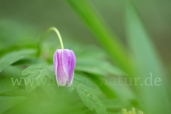 Busch-Windröschen (Anemone nemorosa)