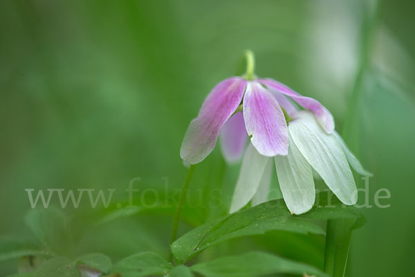 Busch-Windröschen (Anemone nemorosa)