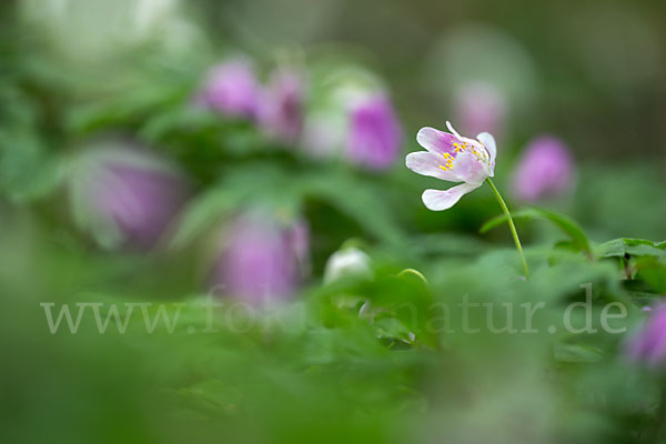 Busch-Windröschen (Anemone nemorosa)