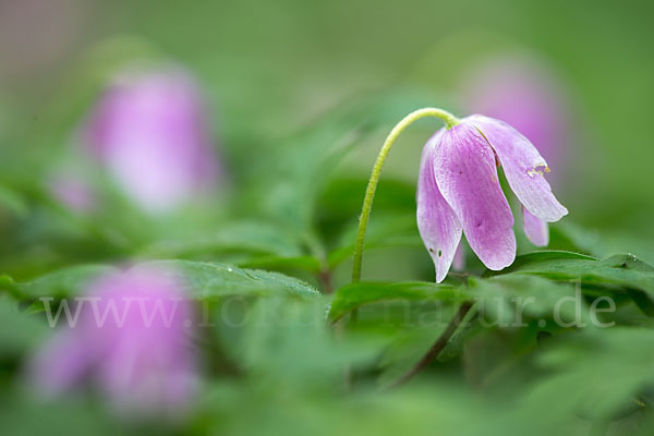 Busch-Windröschen (Anemone nemorosa)