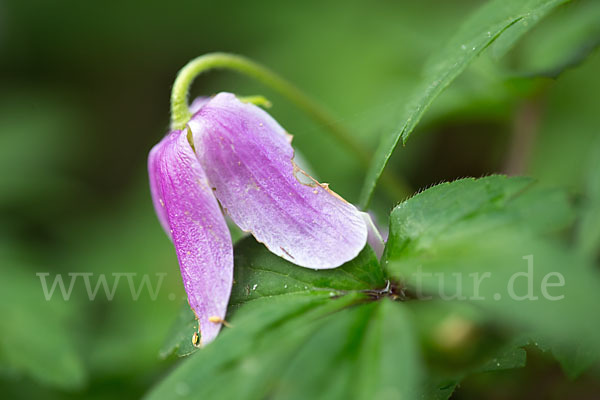 Busch-Windröschen (Anemone nemorosa)