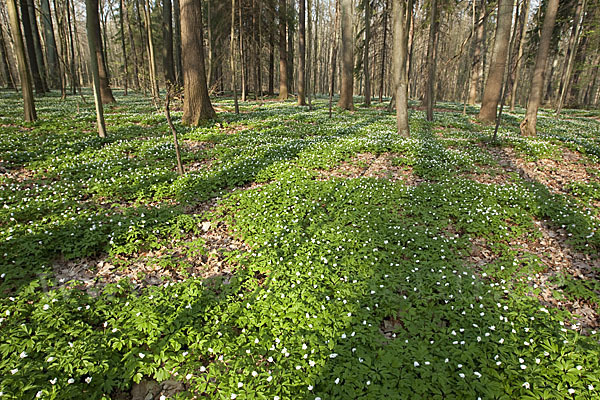 Busch-Windröschen (Anemone nemorosa)