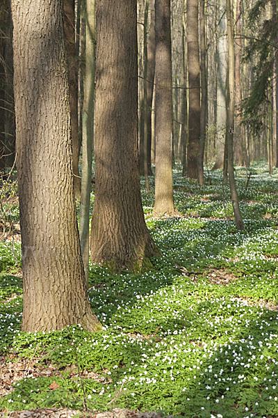 Busch-Windröschen (Anemone nemorosa)