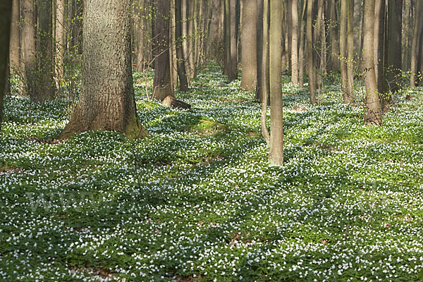 Busch-Windröschen (Anemone nemorosa)