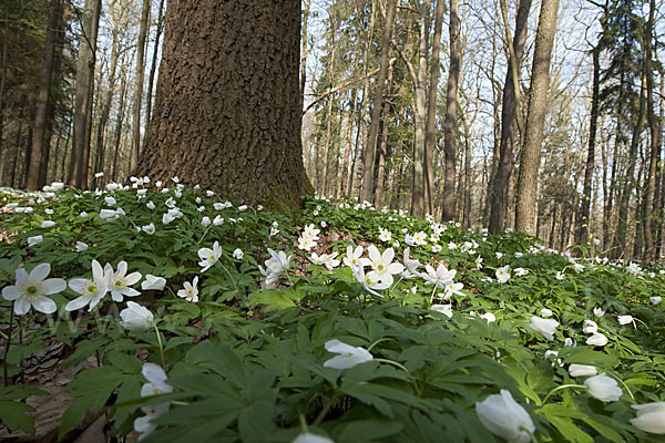 Busch-Windröschen (Anemone nemorosa)