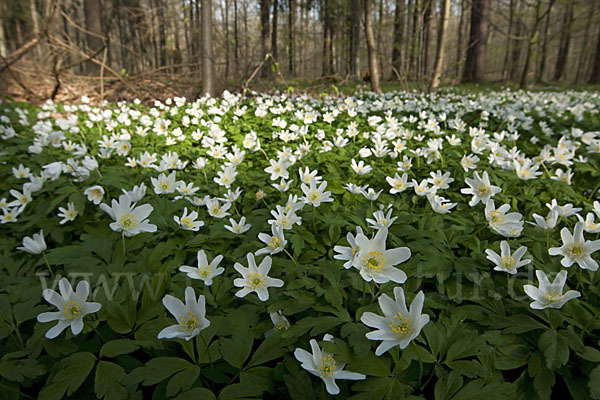 Busch-Windröschen (Anemone nemorosa)