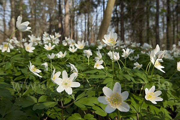 Busch-Windröschen (Anemone nemorosa)