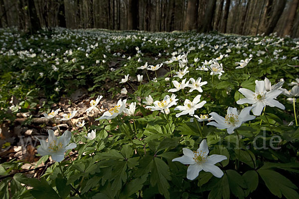 Busch-Windröschen (Anemone nemorosa)