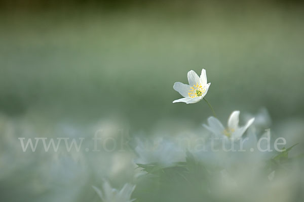 Busch-Windröschen (Anemone nemorosa)