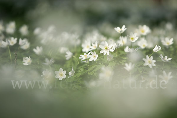 Busch-Windröschen (Anemone nemorosa)