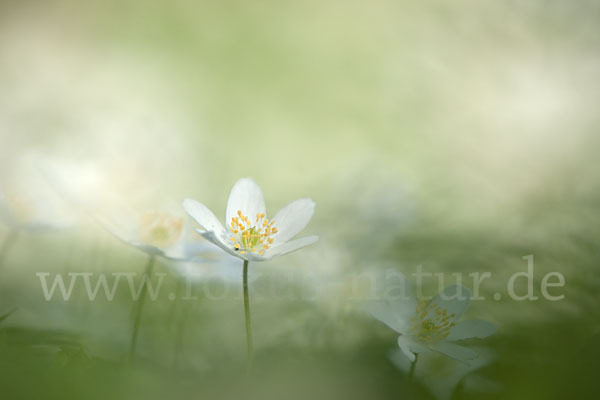 Busch-Windröschen (Anemone nemorosa)