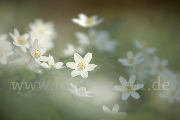 Busch-Windröschen (Anemone nemorosa)