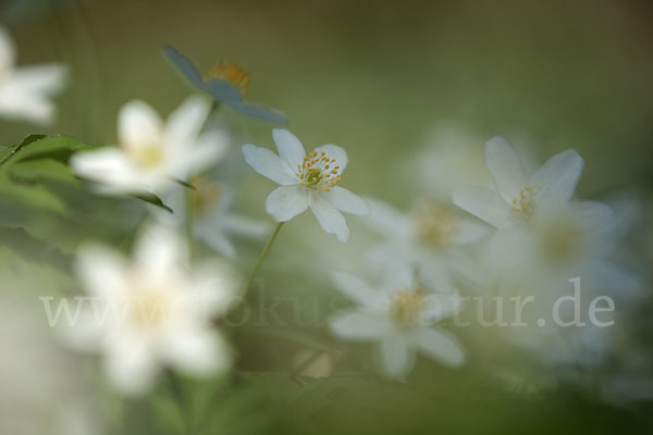 Busch-Windröschen (Anemone nemorosa)