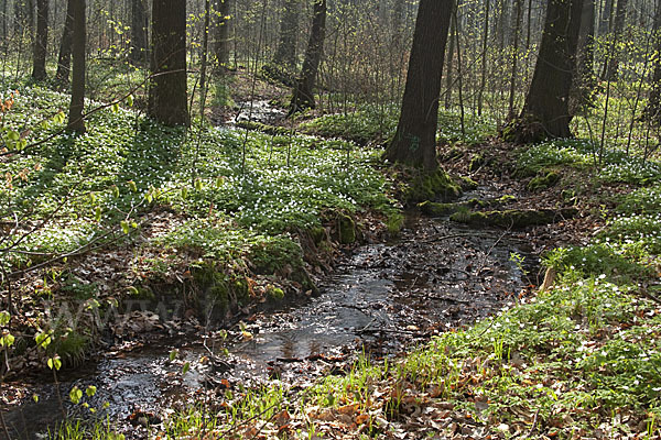 Busch-Windröschen (Anemone nemorosa)