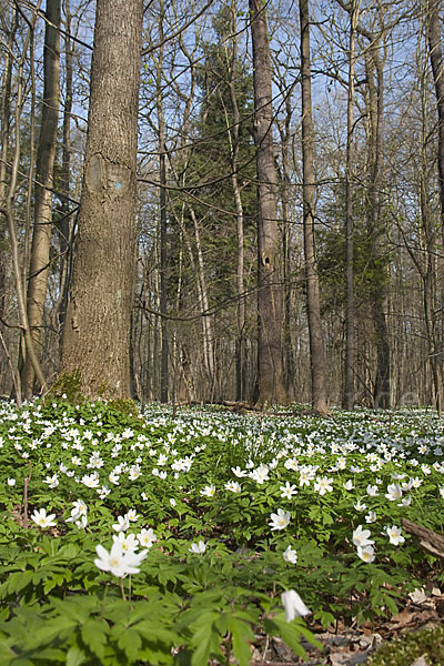 Busch-Windröschen (Anemone nemorosa)