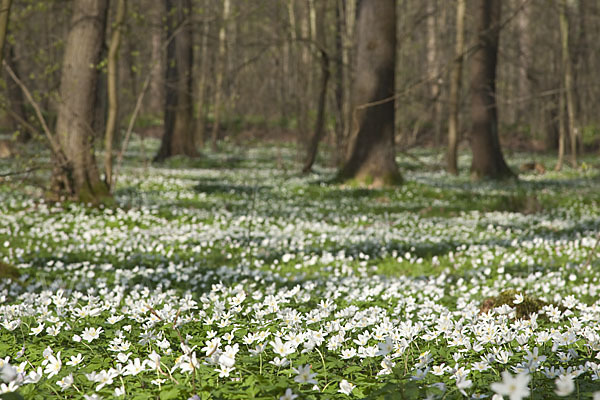 Busch-Windröschen (Anemone nemorosa)