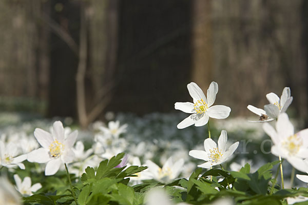 Busch-Windröschen (Anemone nemorosa)