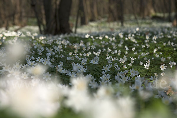 Busch-Windröschen (Anemone nemorosa)