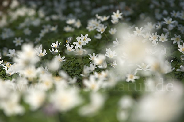 Busch-Windröschen (Anemone nemorosa)