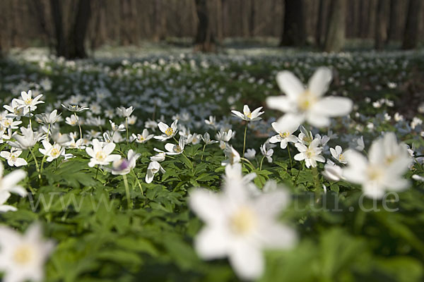 Busch-Windröschen (Anemone nemorosa)