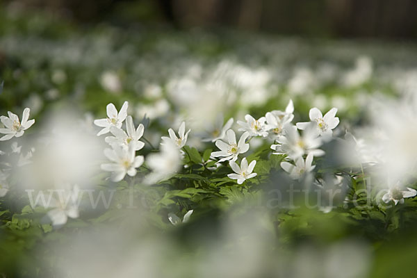 Busch-Windröschen (Anemone nemorosa)