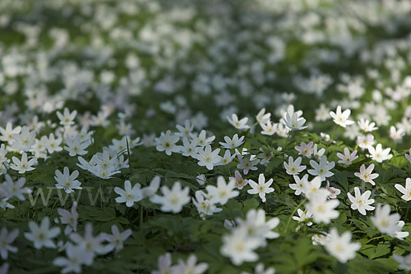 Busch-Windröschen (Anemone nemorosa)