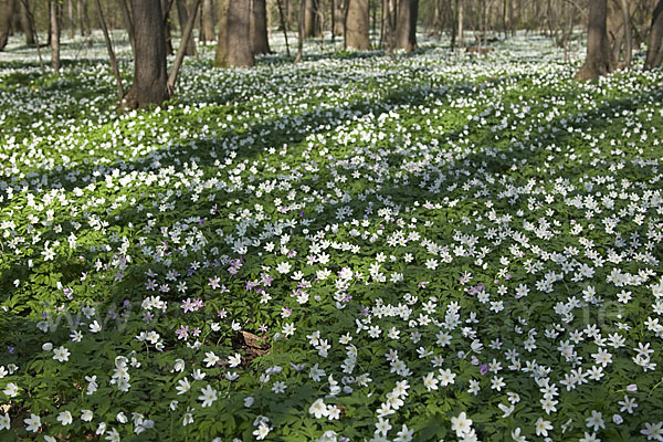 Busch-Windröschen (Anemone nemorosa)