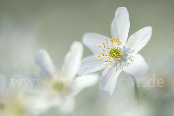 Busch-Windröschen (Anemone nemorosa)