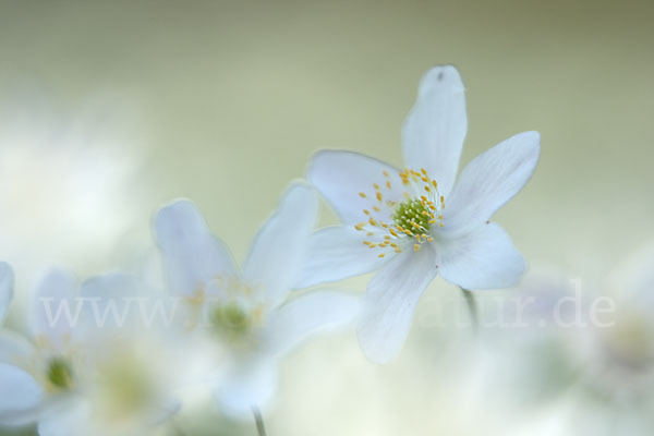 Busch-Windröschen (Anemone nemorosa)