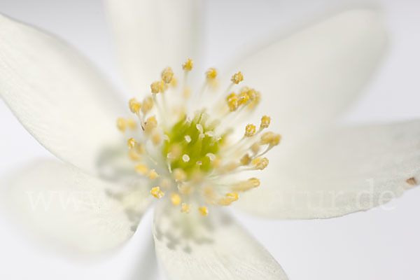 Busch-Windröschen (Anemone nemorosa)