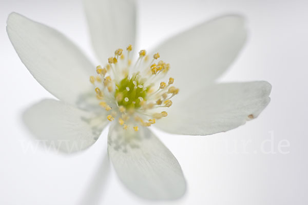 Busch-Windröschen (Anemone nemorosa)