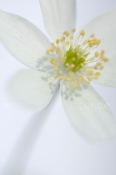 Busch-Windröschen (Anemone nemorosa)