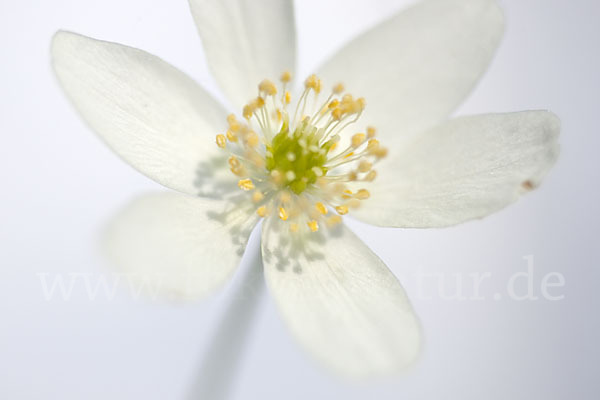 Busch-Windröschen (Anemone nemorosa)