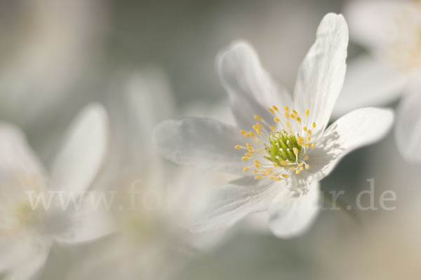 Busch-Windröschen (Anemone nemorosa)