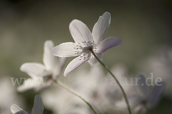 Busch-Windröschen (Anemone nemorosa)