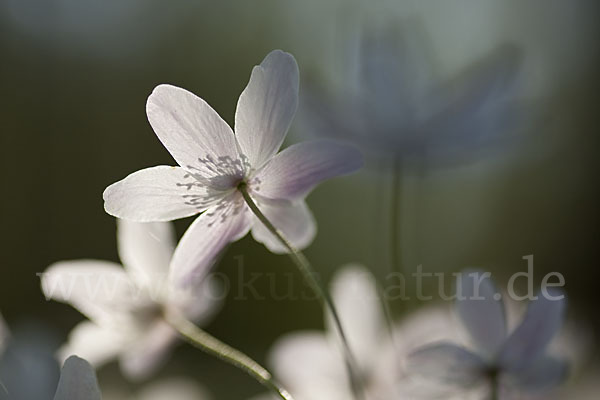 Busch-Windröschen (Anemone nemorosa)