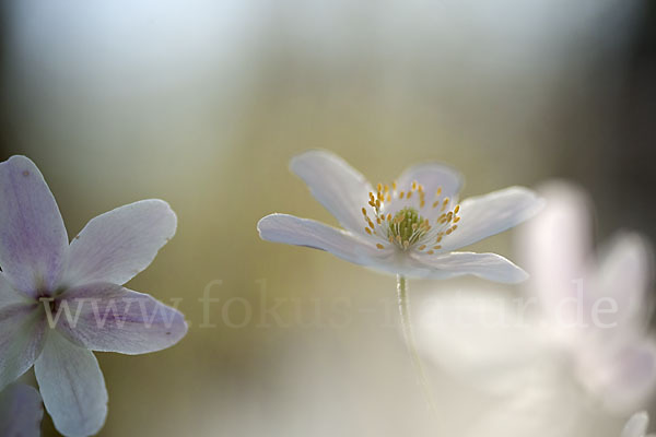 Busch-Windröschen (Anemone nemorosa)