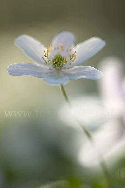 Busch-Windröschen (Anemone nemorosa)