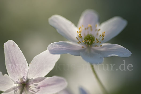 Busch-Windröschen (Anemone nemorosa)