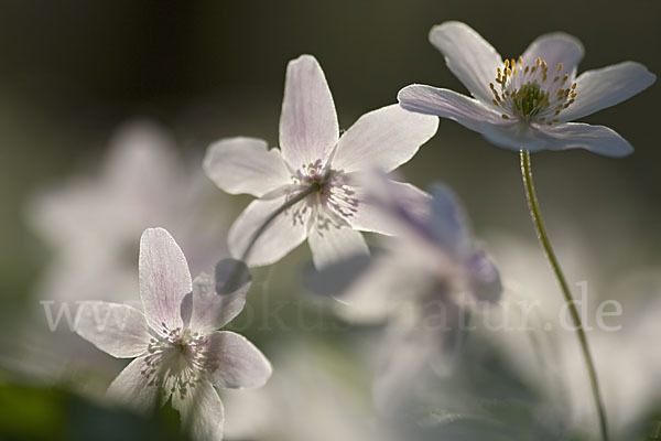 Busch-Windröschen (Anemone nemorosa)