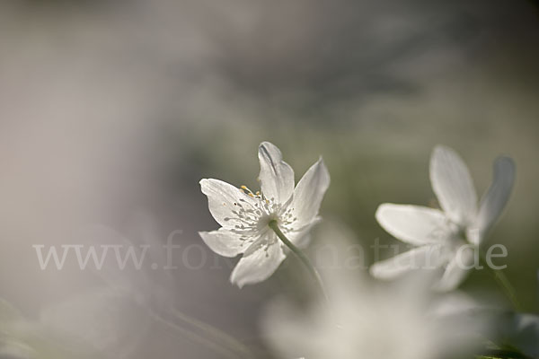 Busch-Windröschen (Anemone nemorosa)