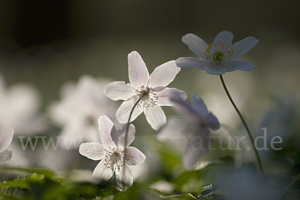 Busch-Windröschen (Anemone nemorosa)