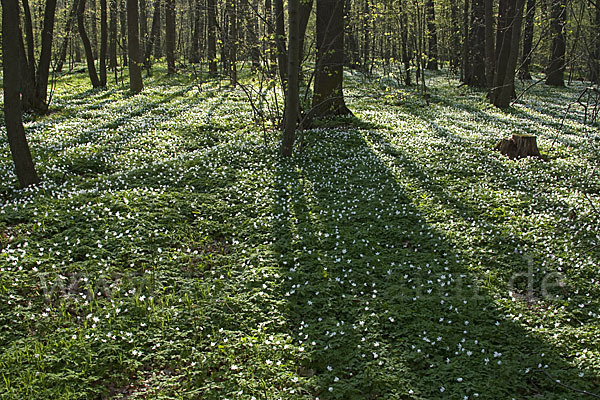 Busch-Windröschen (Anemone nemorosa)